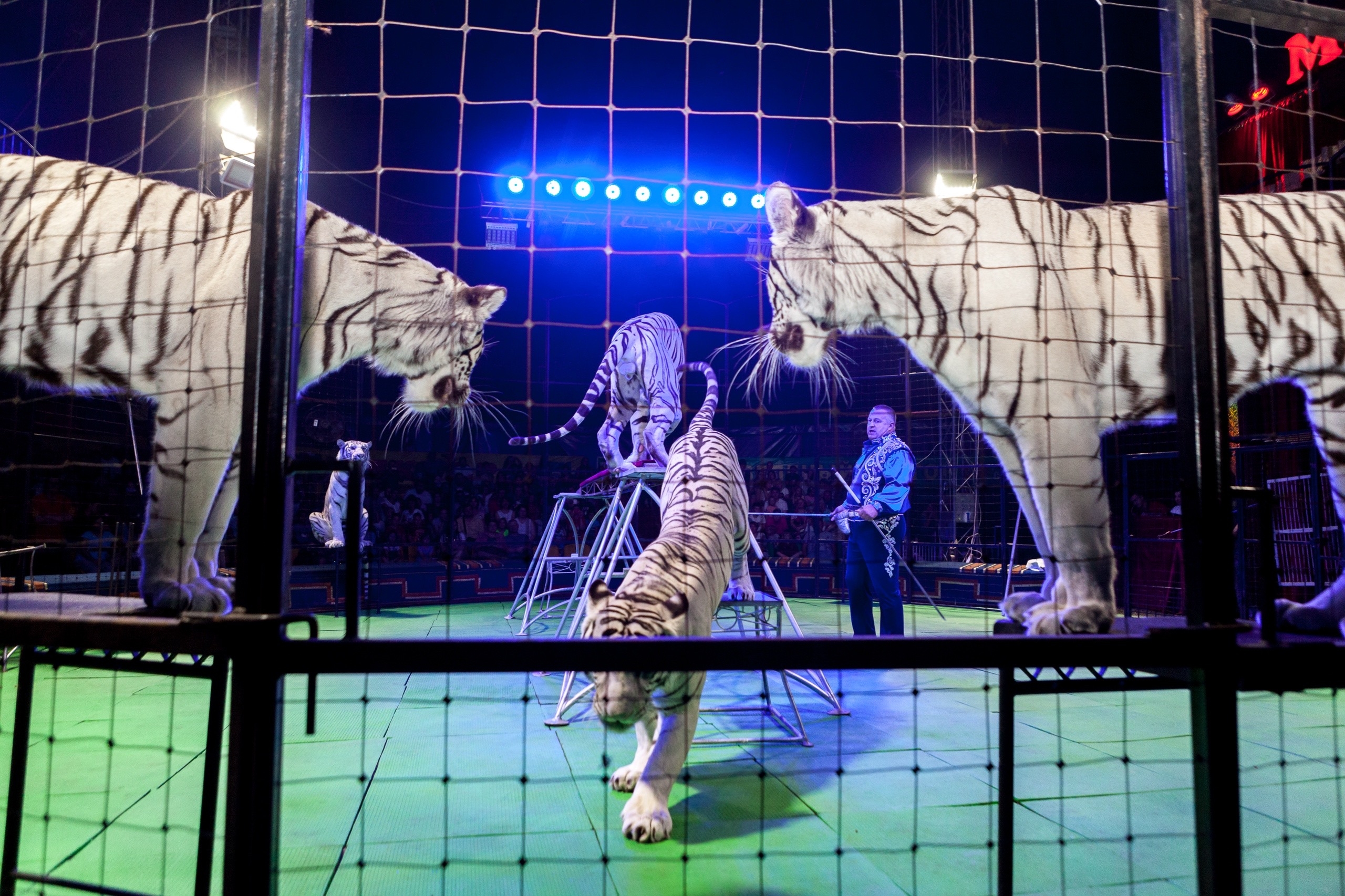 Цирк Максимус г.Уфа