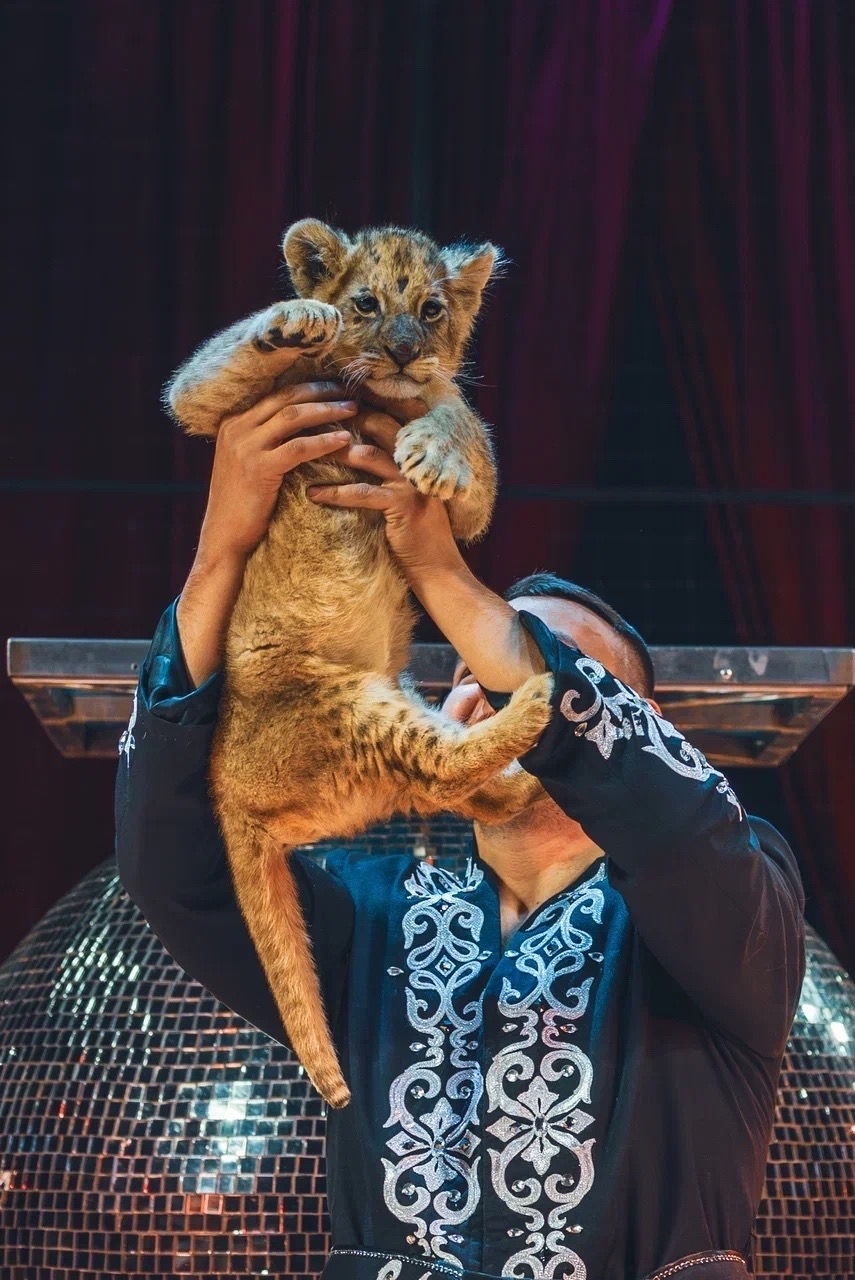 Цирк Максимус 2026