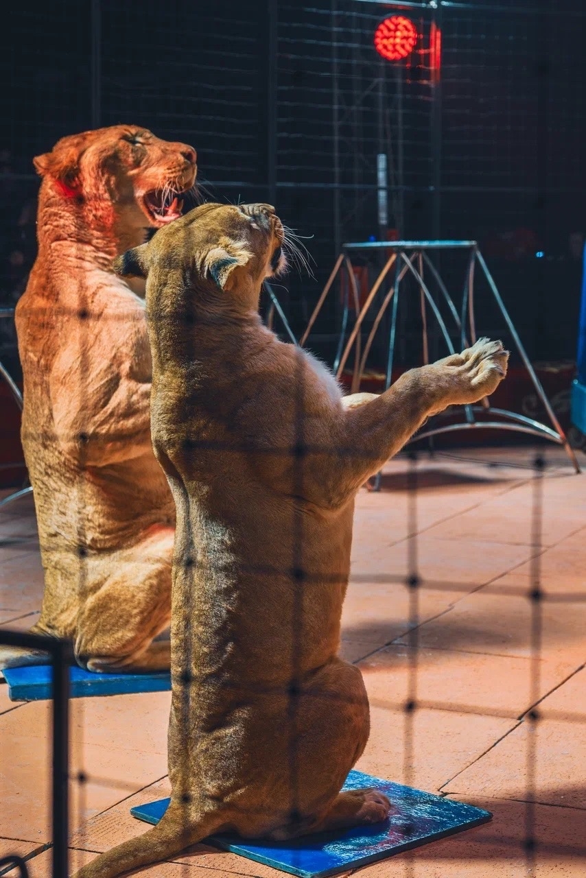 Цирк Максимус 